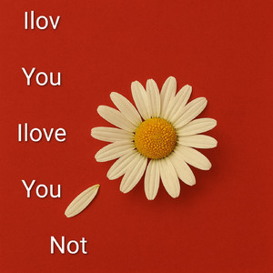 I LOv You I Love You Not