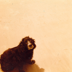 Ahipara Spaniel