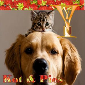 Kot & pies YNY