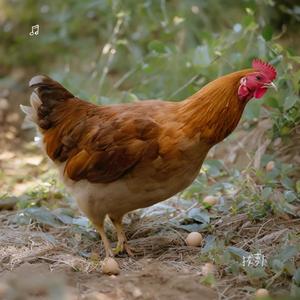 母鸡下蛋咯咯咯