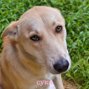 Сука