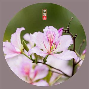 《紫荆花》 伴奏版