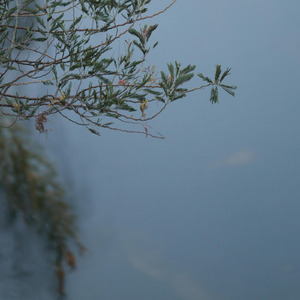 Hatara Invisible Thread