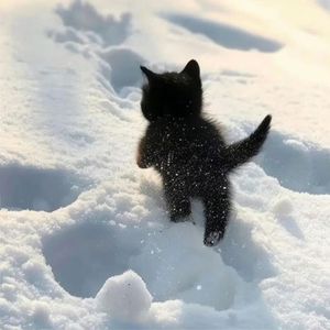 《石阶生的苔语》