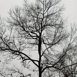 林俪美-你是我的玫瑰花（厕所版）（杜晨曦 remix）