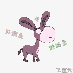 红鲤鱼与绿鲤鱼与驴