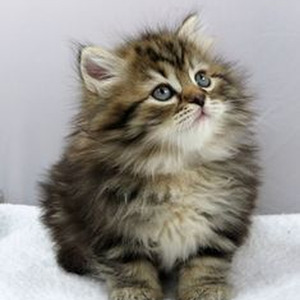 The Truth About Love (sped up)