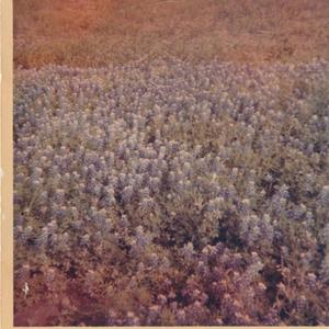 Flower (Wall of Sound)