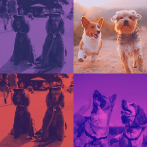 安静的小狗声音