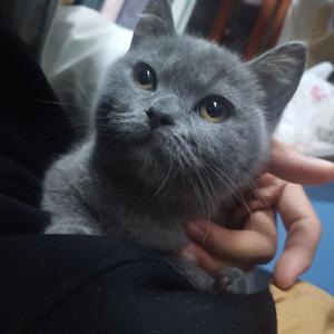 大家一起喜羊羊DJ