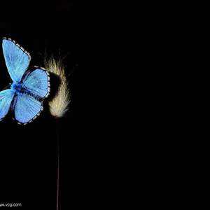 梁祝《化蝶》（口琴）