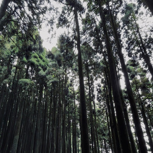 SOHOR CHERE ONEK DURE