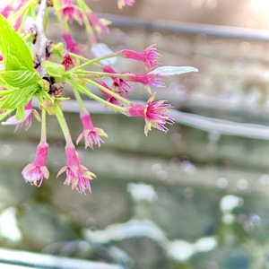 四月二十日、桜の行方。 (feat. 巡音ルカ)