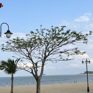 白月光与朱砂痣.wav