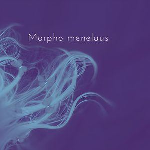 Morpho Menelaus