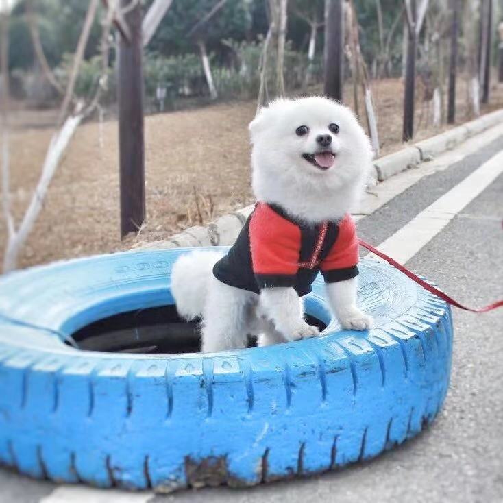 乐乐封面