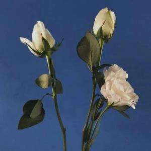 狮子猫（翻自 喻言）