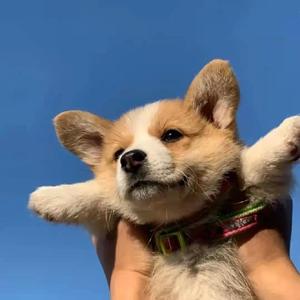 坏女孩翻唱（扩声器版）