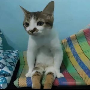 NEW TOOTH（REMAKE）