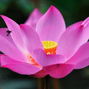 Growing with Optimism and Happiness (Original Motion Picture Soundtrack)