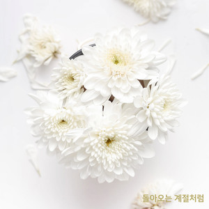 돌아오는 계절처럼