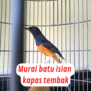 Murai Batu Isian Kapas Tembak (Live)