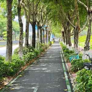 柳丝牵风绕堤跑