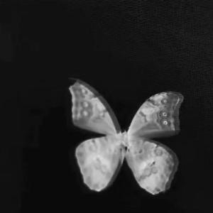 Butterfly（翻自 UMI）