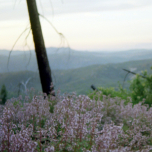 Division [Featuring Helen Tess]