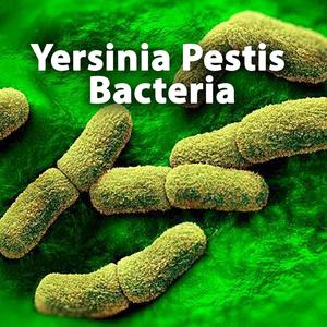 The Song Of Yersinia Pestis Bacteria | Sing & Learn