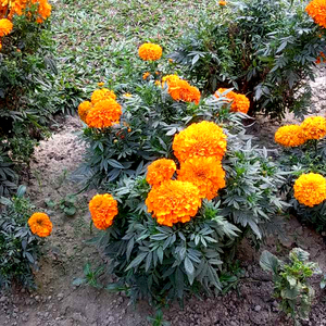 আর পালন করবি ভ্যালেনটাইন ডে