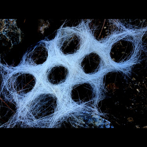 Festuca heterophylla