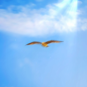 自由的鸟(prod.多芬DolBeatz)