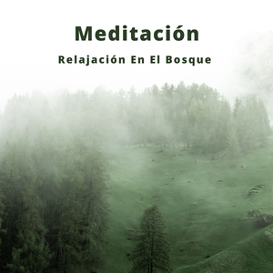 Sonidos Relajantes Del Bosque