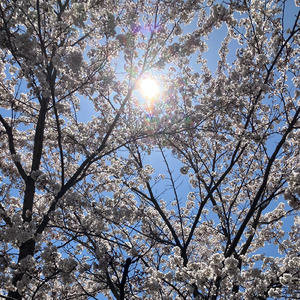 あなたの花を咲かせましょう (Remix)