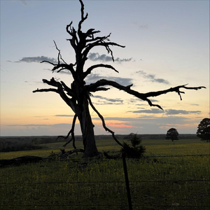 Roots