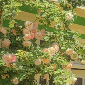 开胃菜