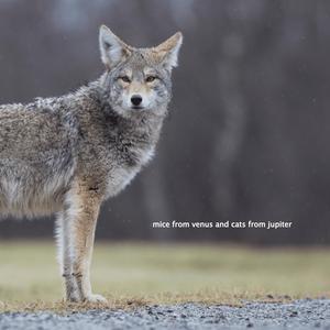 Coyote and the Flying Squirrel (Interlude)