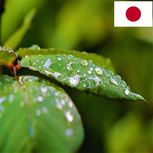 葉っぱに雨が降る音