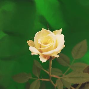 Κομμένο Τριαντάφυλλο