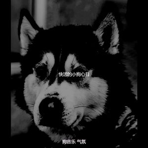 诗意的孤独的狗节奏