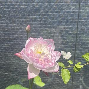 一路繁花