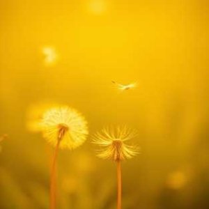 蒲公英（Dandelion）