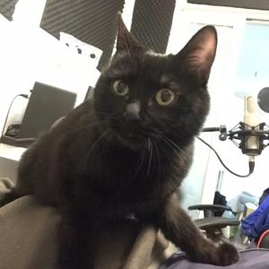 十二镇魂歌（Cover 星尘）