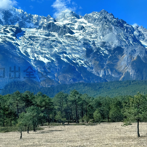 羊皮先生《温柔版》