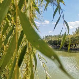 奇迹再现（live）