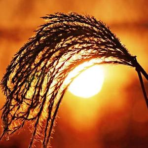 父亲写的散文诗