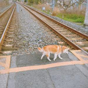 SSAW（翻自 东京事变）