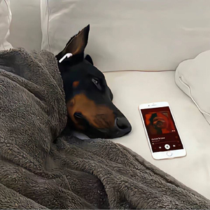 圣 罗 兰 之 花 在 职 高 绽 放