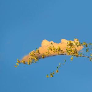 白羊（Cover:徐秉龙）